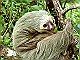 Sloth-two-toed-in-tree-Tortuguero
