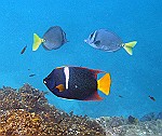 tropical-fish
