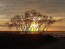 Guiones-Sunset-thru-trees