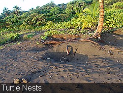 Turtle-Nest-holes-in-sand
