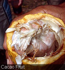 Cacao Fruit