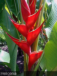 Heliconia Red