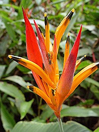 Heliconia-small