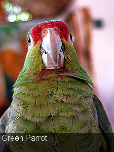 Green Parrot frontal view