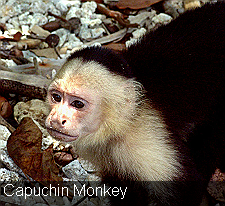 White Throated Capuchin Monkey