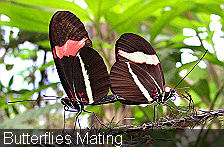 Butterflies Mating 