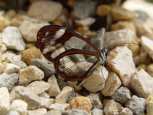 Nero-Glasswing Butterfly