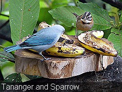 Tananger-and-sparrow