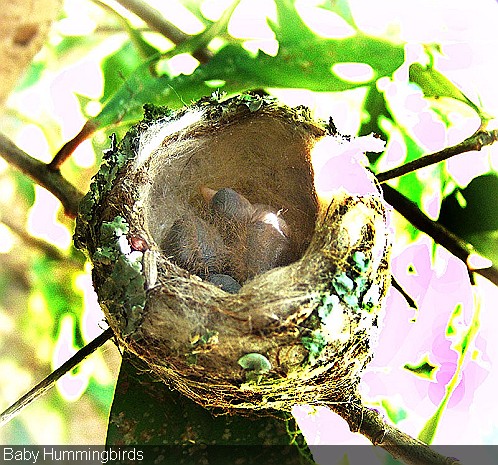 Arenal-Hummingbird-babies.jpg