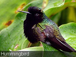 Fluffy-hummingbird