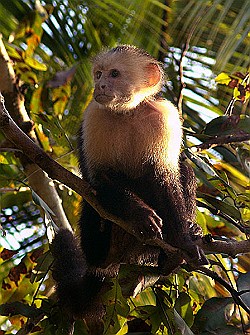 Capuchin-Monkey