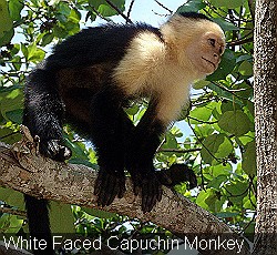 White Faced Capuchin Monkey