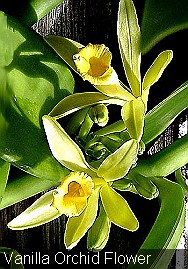 Vanilla Orchind - The only edible orchid in the world!