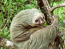 Sloth-two-toed-in-tree