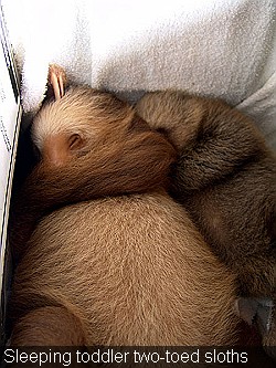 Sleeping toddler sloths