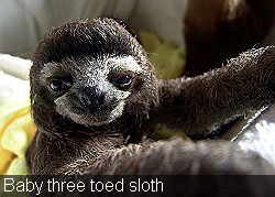 Baby three toed sloth