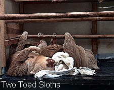 Two Toed Sloths Sleeping