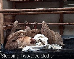 Sleeping Two-toed sloths