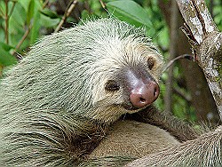Sloth-two-toed-eyes-closed-Tortuguero.jpg