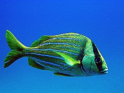 Cano-Island-Diving-La-Ancla-Yellow-Fish