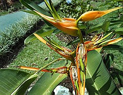 waterfall-heliconia-flower