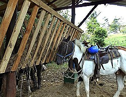 waterfall-jessica-horse