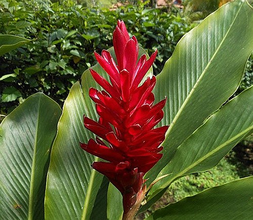 waterfall-ornamental-ginger-flower.jpeg