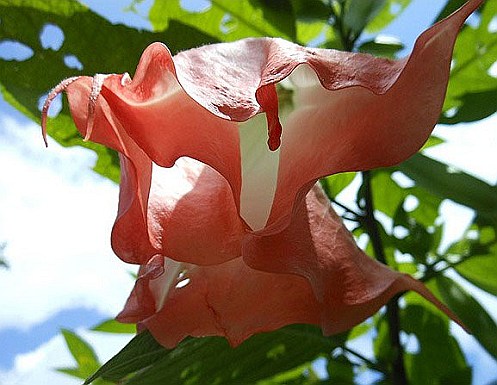 waterfall-reina-de-noche-flower.jpeg