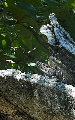 manuel-antonio-park-lizard