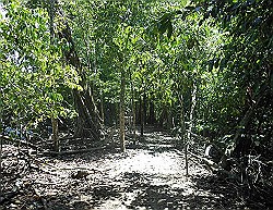 manuel-antonio-park-sandy-trail 