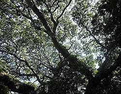 manuel-antonio-park-tree-canopy 