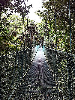 Selvatura-hanging-bridge