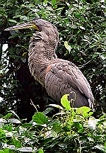 Bare-throated-tiger-heron-tortuguero.jpg