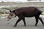 Tapir