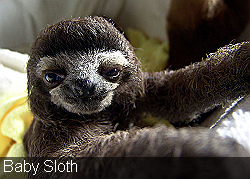 Baby Sloth