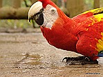 Scarlet-macaw-Drinking-from-a-puddle