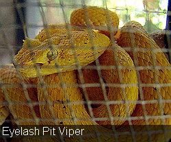 Eyelash Pit Viper