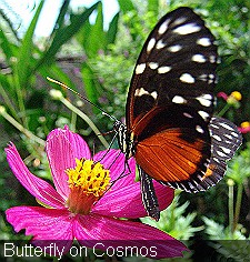 Butterfly on Cosmos