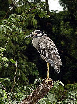 Yellow-crowned-night-heron-Tortuguero