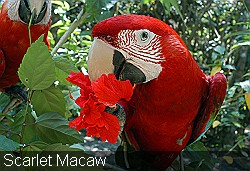 Scarlet-Macaw-and-hibiscus