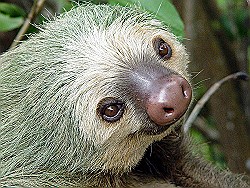 Two-toed Sloth