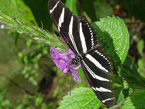 zebra-butterfly.jpg